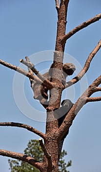 Pair of Black Bear Cubs Climbing Up a Tree
