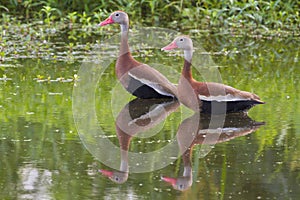 A pair of Black-bellied whistling ducks (Dendrocygna autumnalis) in a swamp