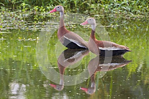 A pair of Black-bellied whistling ducks (Dendrocygna autumnalis) in a swamp photo