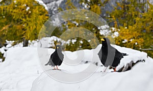 Pair of black birds, alpine cough (Pyrrhocorax graculus) in snowy landscapes in the Julian Alps