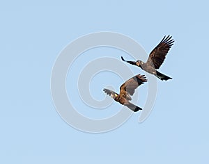 Pair of Black Cockatoos in flight