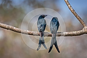 Pair of Black Drongo perched branch in sunlight