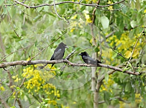 A pair of Black Drongo perched on a tree in Jim Corbett
