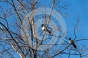 A pair of black and gray crows sits on a gray tree without leaves on a blue sky background