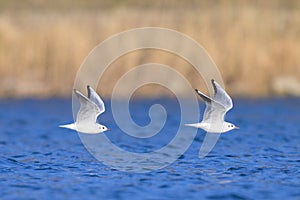 A pair of black headed gulls in flight
