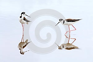 Pair of Black-necked Stilts - Everglades National Park