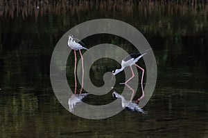 Pair of Black-Necked Stilts in marshland. One drinking. Reflection in Water.