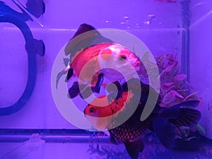 A pair of black and red goldfish