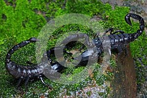 A pair of black scorpions are preparing to mate.