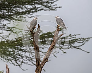 A pair of Black Shouldered Kite