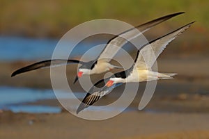 Pair of Black Skimmers Flying In Formation