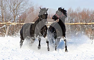 A pair of black stallion