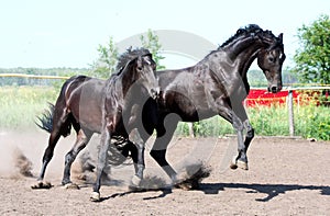 A pair of black stallions