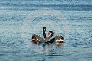 Pair of black swans in courtship