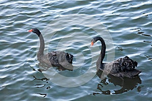 A pair of black swans in dark water