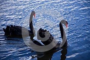 Pair of black swans floating on water surface.