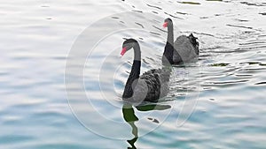 A pair black swans have swam over