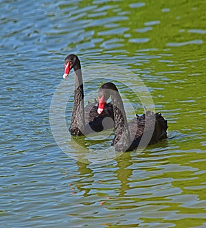 A pair of black Swans on the lake. A large and varied number of birds make lake Morton a home.