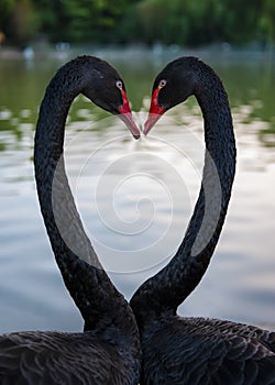 A pair of black swans in love