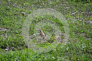 Pair of Black Tailed Prairie Dog Pups at Play