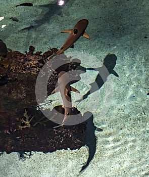 A pair of Black tip reef sharks