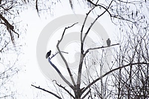 Pair of Black Vultures