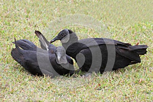 Pair of Black Vultures