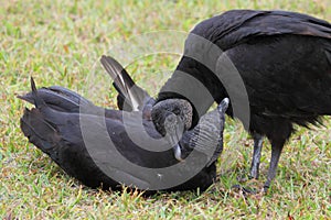 Pair of Black Vultures