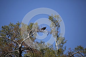 Pair of Black Vultures