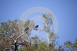 Pair of Black Vultures