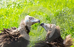 A pair of black vultures Latin: Aegypius monachus look at each other against a background of bright green grass. Birds
