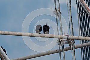 Pair of Black Vultures perched on a cell phone tower