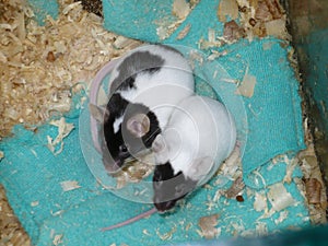 Pair of Black and White Mices