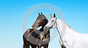 Pair of black and white portrait of a horse on a background of blue sky.