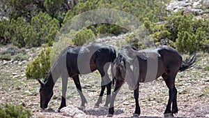 Pair of black wild horses licking minerals in the desert of the western USA