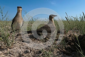 Pair of Black-winged pratincoles (Glareola nordmanni) near a nest with three eggs