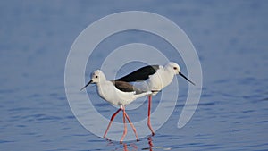 Pair of Black winged stilt bird, nature, natural, wallpaper