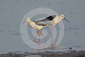 Pair of black winged stilt bird