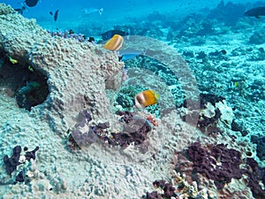 Pair of blacklip butterflyfish at rainbow reef in fiji