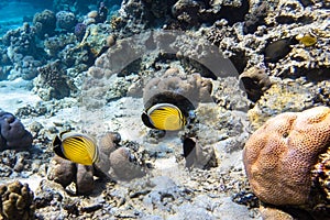 Pair Of Blacktailed Butterflyfish Chaetodon austriacus, Black-tailed, Exquisite In a Coral Reef, Red Sea, Egypt. Two Fish