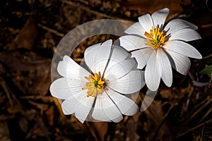 Pair of blood root, wild flowers on the forest floor in spring