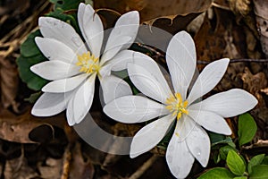 A Pair Bloodroot Flowers