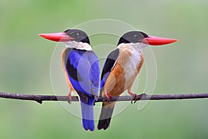 Pair of blue bird with black head, large red beaks and white neck perching together on thin branch over fine blue reen background