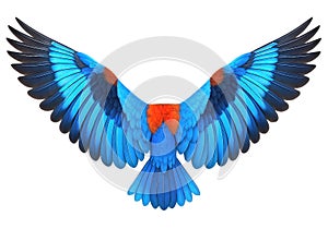 A pair of blue and brown colored bird wings, symmetrically spread, isolated on a white background