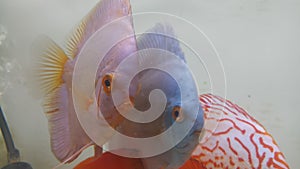 pair of blue diamond discus