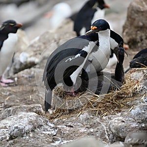 Pair of blue-eyed cormorants or blue-eyed shags feeding one of the two chicks with head over partner, New Island, Falkland Islands