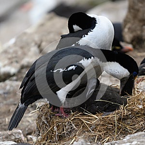 Pair of blue-eyed cormorants or blue-eyed shags feeding one of the two chicks New Island, Falkland Islands