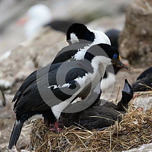 Pair of blue-eyed cormorants or blue-eyed shags with two chicks begging for feeding on New Island, Falkland Islands