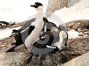 Pair of blue-eyed shags nesting in antarctica