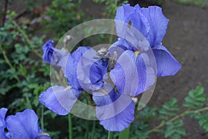 Pair of blue flowers of Iris germanica